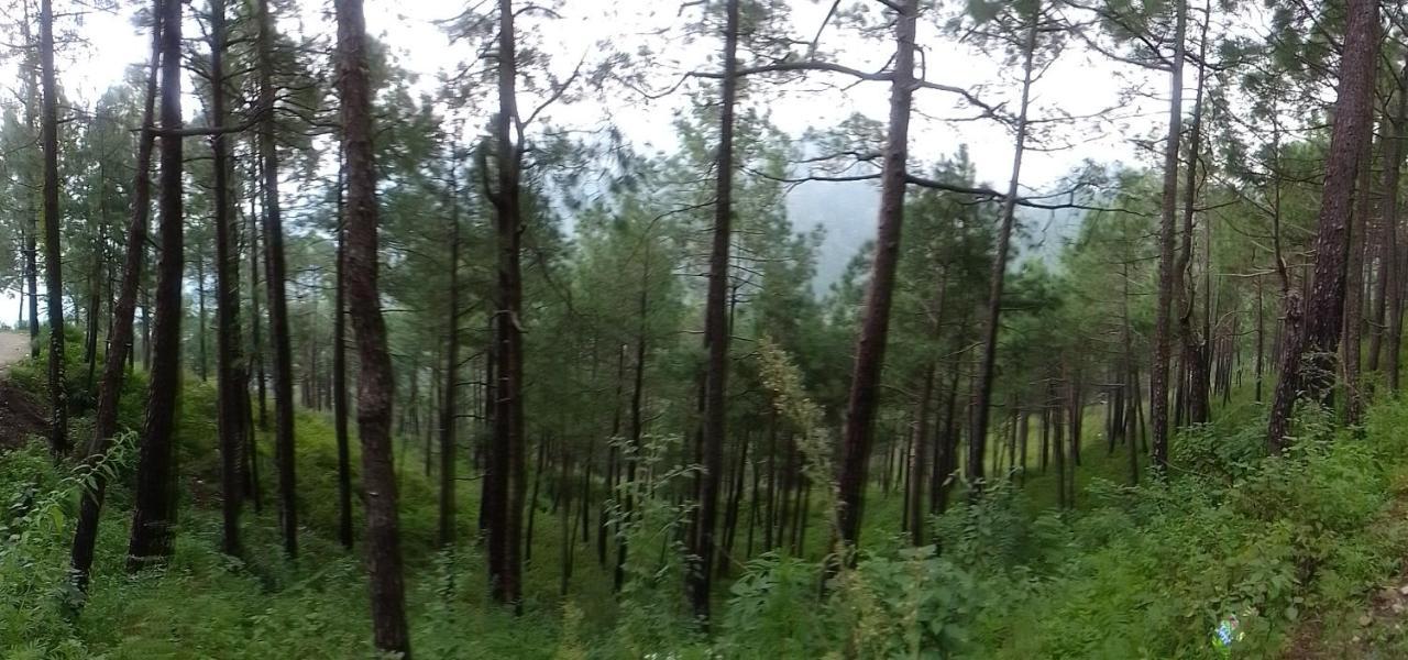 Thakur Homes- Couple And Family Friendly Homestay Shimla Dış mekan fotoğraf